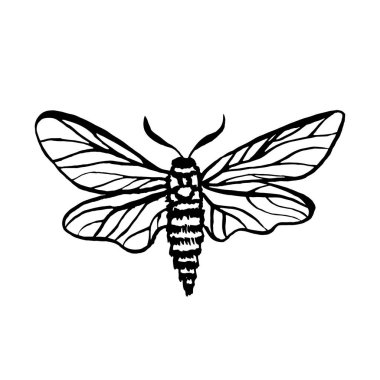 vektör güve, gece kelebeği çizimi, el çizimi siluet çizimi