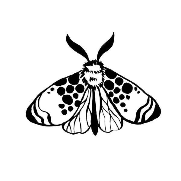 Vektor Motte Nacht Schmetterling Zeichnung Hand Zeichnung Silhouette Illustration — Stockvektor