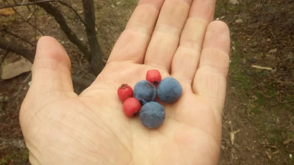 A bogyók a vadon élő rózsa és Sloe a kinyújtott tenyér. — Stock Fotó