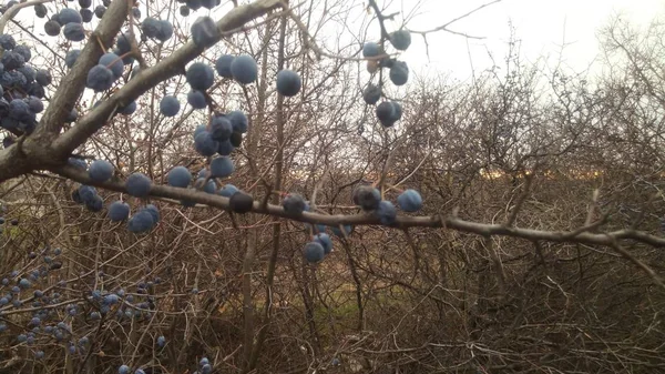 青いベリーとととげブッシュの秋の写真。悲しみと最後の収穫の考え. — ストック写真