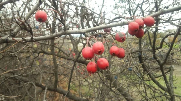 Jesienna Fotografia gałęzi dzikiej róży Bush z rzadkimi i dojrzałymi czerwonymi jagodami. jesienią w biodrach. — Zdjęcie stockowe