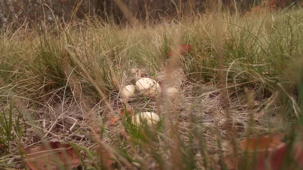 Фото декількох білих грибів на полі серед трави. Ідея природи, єдності та екологічної чистоти . — стокове фото