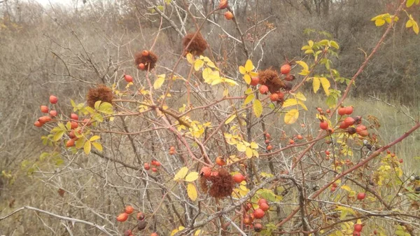 Foto de otoño de las ramas de la rosa silvestre Bush con unas bayas rojas raras y maduras. otoño en las caderas . — Foto de Stock