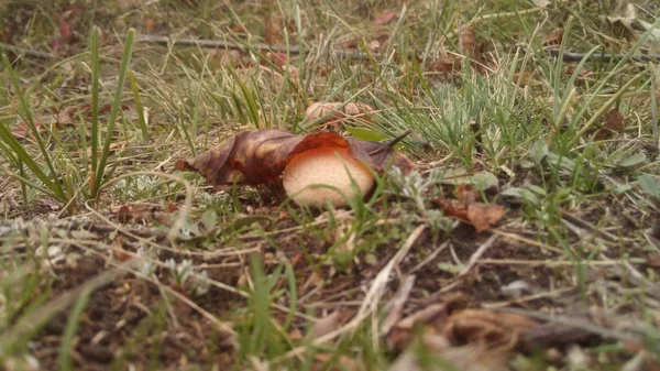 草原の自然条件で丸いキノコの写真は、草の中で、わずかなぼかしでクローズアップ。木の葉の下に隠れたキノコ. — ストック写真