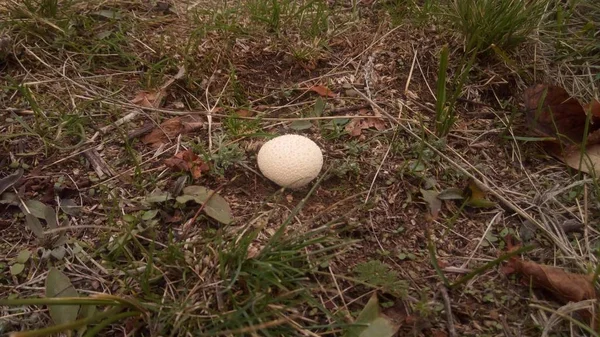 Фото круглих грибів в природних умовах степу, серед трави, крупним планом з невеликим розмиттям . — стокове фото