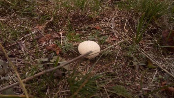 Фото круглих грибів в природних умовах степу, серед трави, крупним планом з невеликим розмиттям . — стокове фото