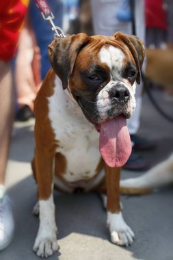 Boxer köpek tasmalı oturan ve 4 yaşında, dilini yapışma