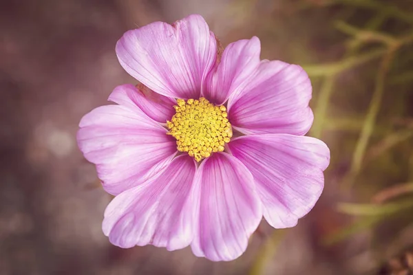 Cosmos flower (Cosmos Bipinnatus) with blurred background close-up