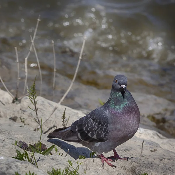 Pigeon River Coast Macrophotography — Stock Photo, Image