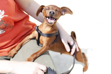 Damsız kırmızı minyatür Pinscher köpek uncropped kulakları ile oynamak istiyor