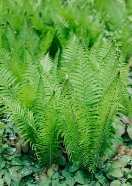 Overview Green Vibrant Ferns Top View — Stock Photo, Image