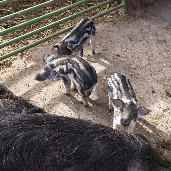 Şirin Komik Mangalitsa Domuz Yavruları Bir Çiftlikte Domuzum Mangulica Mangalitza — Stok fotoğraf