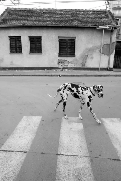 Dalmatian Dog Street Walking Traversée Zèbres Photographie Noir Blanc Vie — Photo