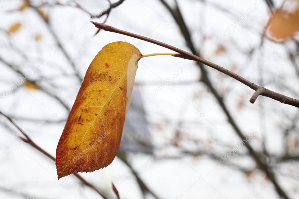 One leaf left on the tree - autumn ending soon