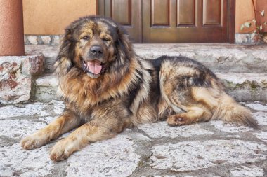 Evi koruma Balkan çoban köpeği, dünyanın en eski gerçek Molosser