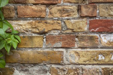 Sol kenarında yeşil yaprakları ile sarı ve kırmızı tuğla duvar