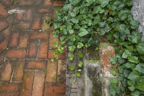 D bricks pavement laid and poison ivy background image — Stock Photo, Image
