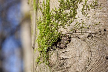 Ağaç gövdesinde güzel yeşil yosunlar, yosunlar yakın, makro. Duvar kağıdı için güzel yosun arkaplanı.