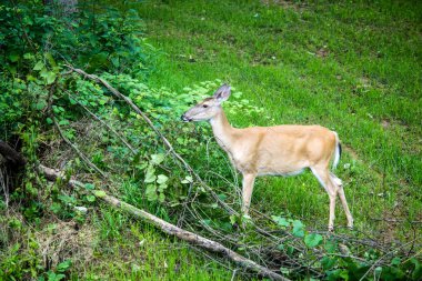Yaprak ve ot besleme olgun whitetail geyik doe.