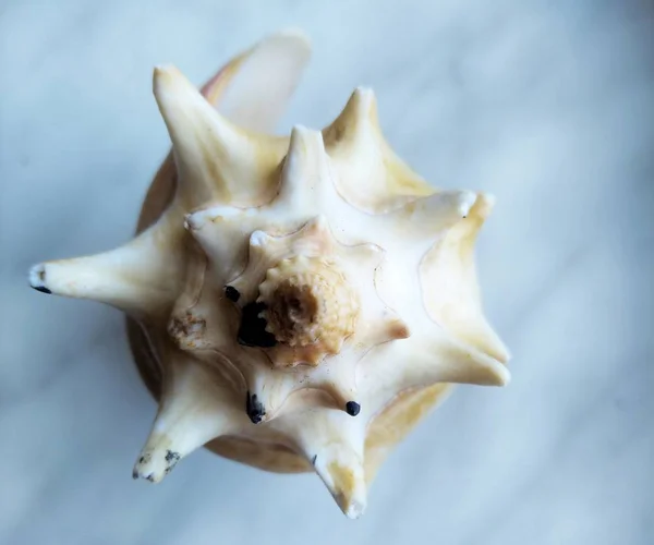 deniz yumuşakça kabuğu makro 