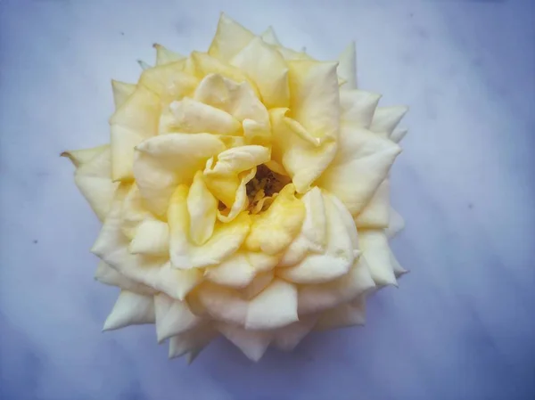 narin gül bud flora