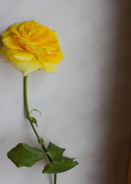 Beyaz bir arka plan üzerinde sarı bir ihale gül fotoğraf. Romantizm.