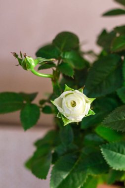 Bush beyaz gül. Beyaz gül.