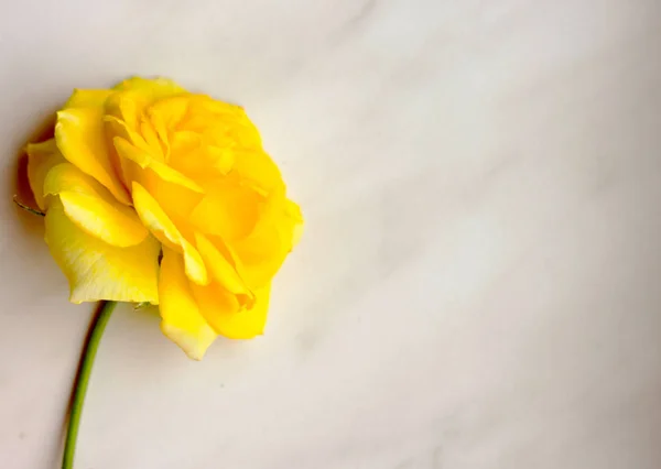 Beyaz bir arka plan üzerinde sarı bir ihale gül fotoğraf. Romantizm.