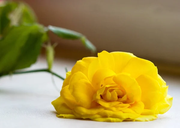 Beyaz bir arka plan üzerinde sarı bir ihale gül fotoğraf. Romantizm.