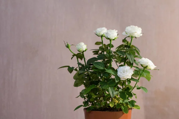 Bush beyaz gül. Beyaz gül.