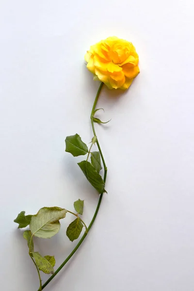 Beyaz bir arka plan üzerinde sarı bir ihale gül fotoğraf. Romantizm.