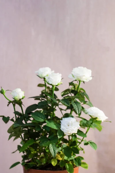 Bush beyaz gül. Beyaz gül.