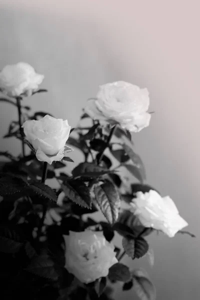 Bush beyaz gül. Beyaz gül.