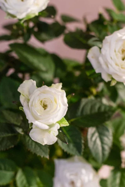 Bush beyaz gül. Beyaz gül.