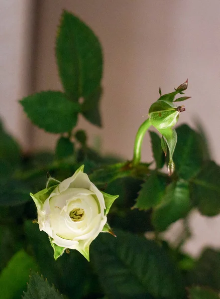 Bush beyaz gül. Beyaz gül.