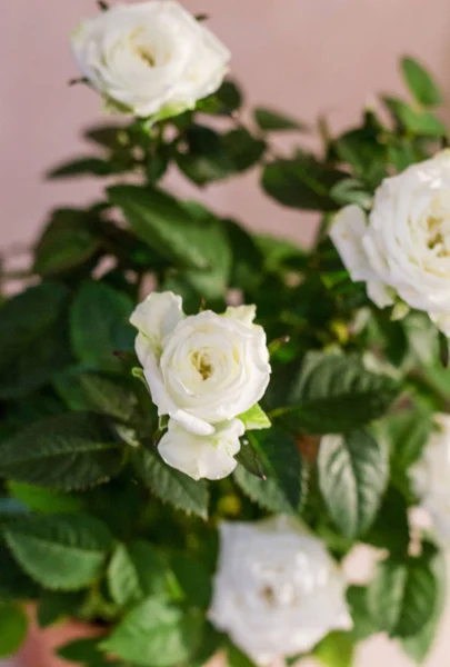 Bush beyaz gül. Beyaz gül.