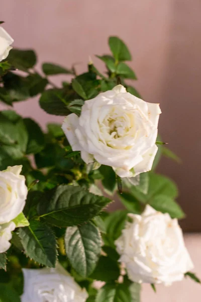 Bush beyaz gül. Beyaz gül.