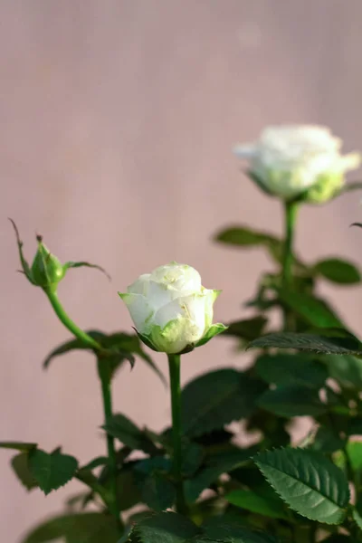 Bush beyaz gül. Beyaz gül.