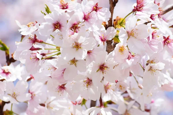 春の庭に咲くピンク柔らかく桜のビューを閉じる — ストック写真