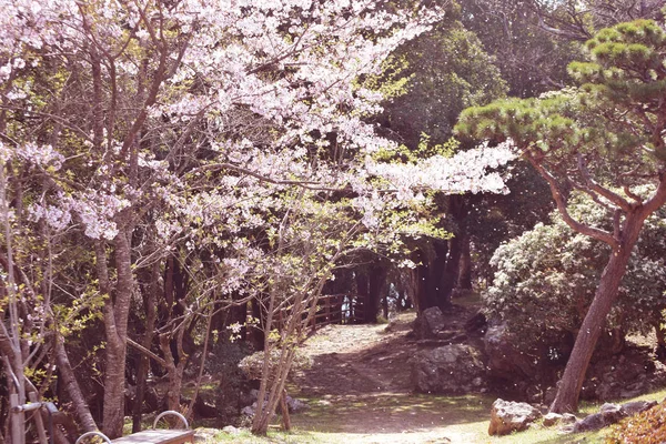 春の庭に咲くピンク柔らかく桜 — ストック写真