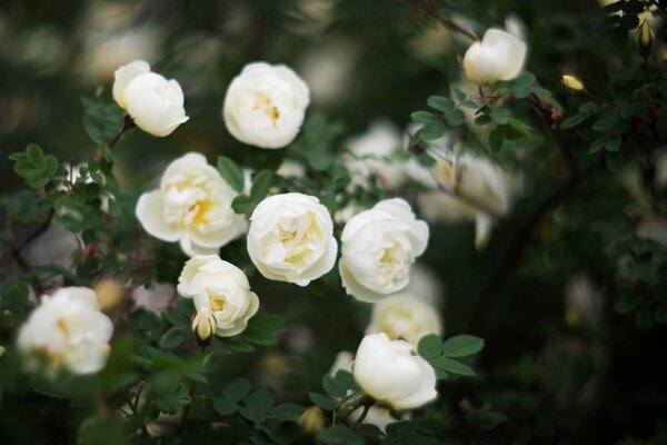 Close view of white blooming rose bush 