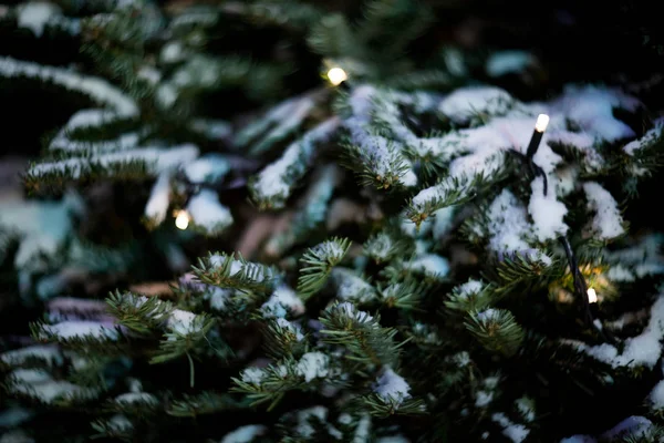 スパーク リング クリスマスの表示を閉じるにモミの木が飾られて — ストック写真