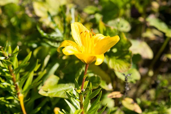 Schließen Sie Die Ansicht Der Leuchtend Gelben Lilienblüte — Stockfoto