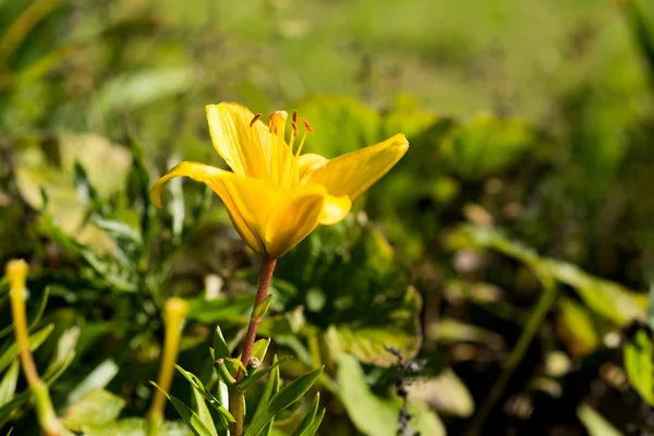 Schließen Sie Die Ansicht Der Leuchtend Gelben Lilienblüte — Stockfoto