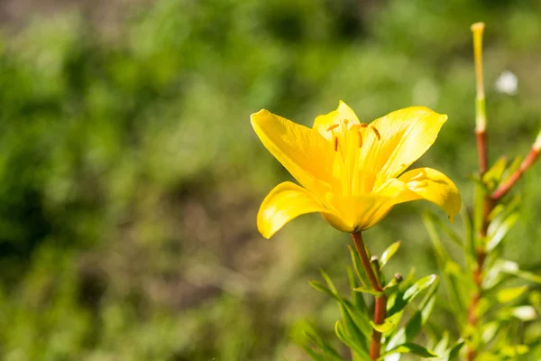 Schließen Sie Die Ansicht Der Leuchtend Gelben Lilienblüte — Stockfoto