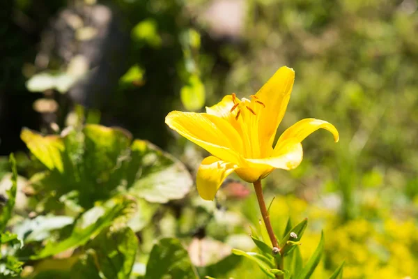 Schließen Sie Die Ansicht Der Leuchtend Gelben Lilienblüte — Stockfoto