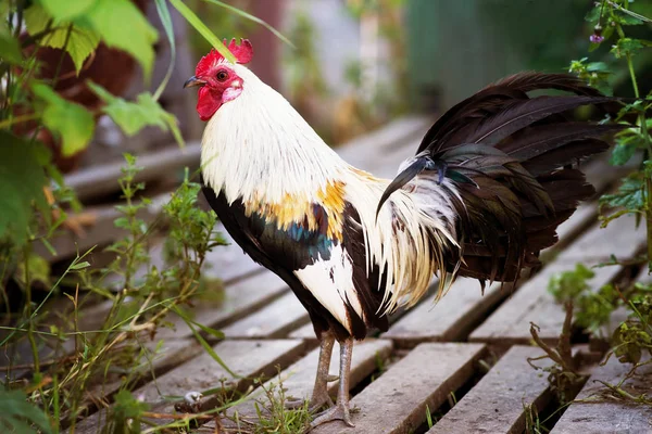 Gallo Blanco Negro Caminando Sobre Suelo Madera — Foto de Stock