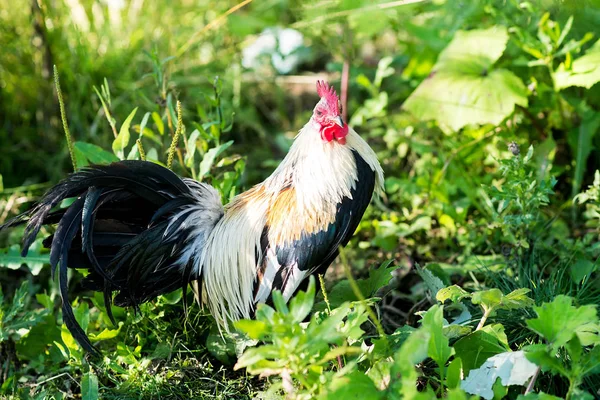 Gallo Blanco Negro Caminando Hierba Verde Alta — Foto de Stock