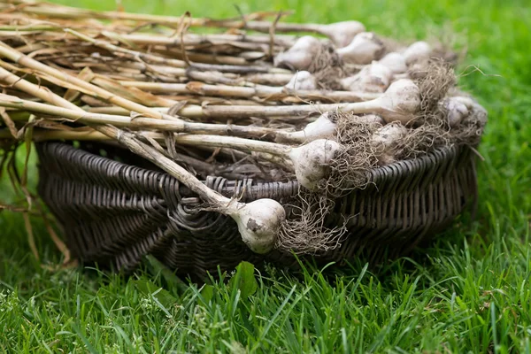 Högen Ekologisk Vitlök Lökar Korg — Stockfoto