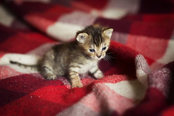 毛茸茸的小猫躺在红色毯子上 — 图库照片